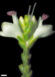 Veronica tetragona subsp. subsimilis. Terminal inflorescence and flowers. Scale = 1 mm.
 Image: W.M. Malcolm © Te Papa CC-BY-NC 3.0 NZ